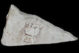 Partial, Cretaceous Ray (Cyclobatis) Pos/Neg - Hakel, Lebanon #173153-2